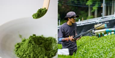 自家栽培抹茶のみ使用