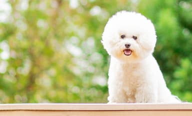 愛犬の笑顔と健康のために