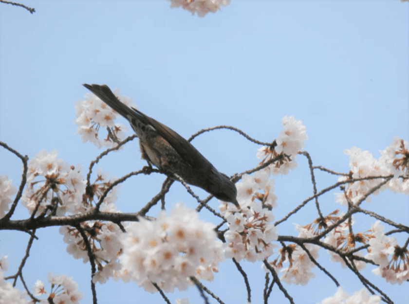 鳥が花蜜を味わう新たな仕組みを解明
「スズメ亜目を鳥類最大の種数へ繫栄させた糖の味受容機構」が明らかに