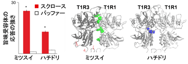 図２．鳥類T1R1/T1R3における糖受容能獲得。重要なアミノ酸変異が、メジロキバネミツスイ（スズメ亜目）ではT1R1の細胞外領域、ハチドリ(アマツバメ目)ではT1R3の細胞外領域で生じていた。