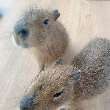 新しいカピバラの「とろろ君」と「きくらげちゃん」がデビュー