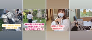 「TNR」実施の様子