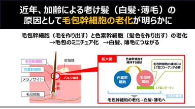 毛髪サイエンス　最新動向及び展望　講演スライド