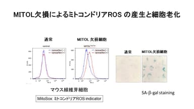 ミトコンドリア機能異常と老化疾患　講演スライド1