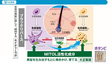 ネイチャーラボとの新協業：MITOL × ブラックリバースペプチド1の研究成果　講演スライド