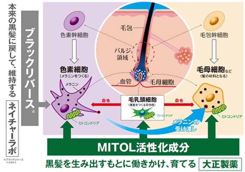 世界初、毛髪アンチエイジングに作用する新たな成分の組み合わせを
ネイチャーラボ社との協業で発見