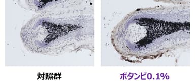 図2．「ボタンピエキス」による毛包メラニン量の変化