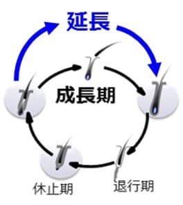 図4．「MITOL活性化成分：ボタンピエキス」の成長期延長作用の概念図