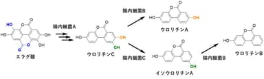 ポリフェノール学会図2