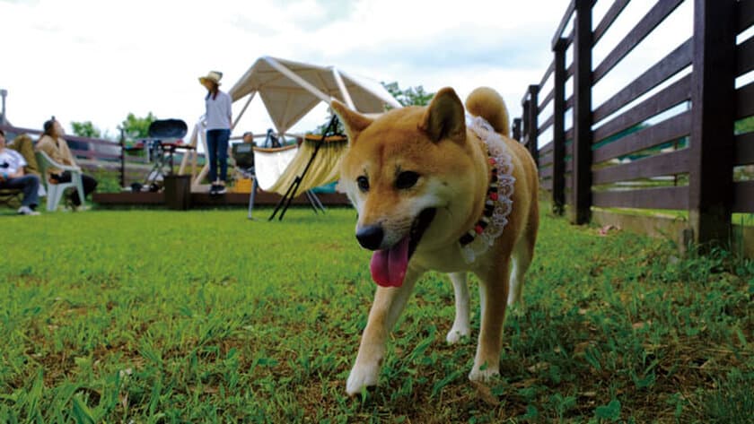 わんちゃんと一緒に手ぶらでBBQ！貸切でのんびりと楽しめる
「DOG RUN BBQ terrace」をオープン！