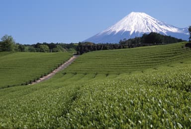 富士山麓の茶園