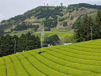 掛川の茶園