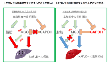 試験結果とNAFLDの模式図