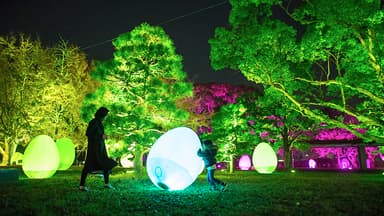 《自立しつつも呼応する生命と呼応する木々》