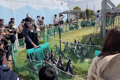 ペンギン達のお散歩