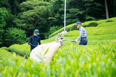 お茶の収穫