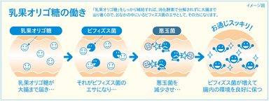 乳果オリゴ糖の働き