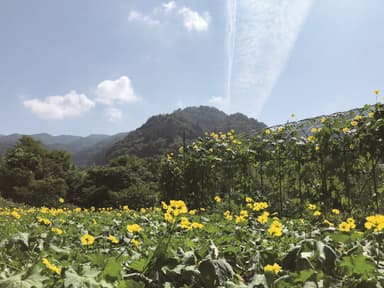 成分の一部は、岐阜県郡上市の自社有機農場で栽培