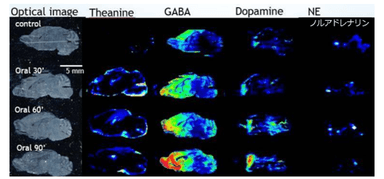 図1　テアニン投与後の脳内における各神経伝達物質の挙動