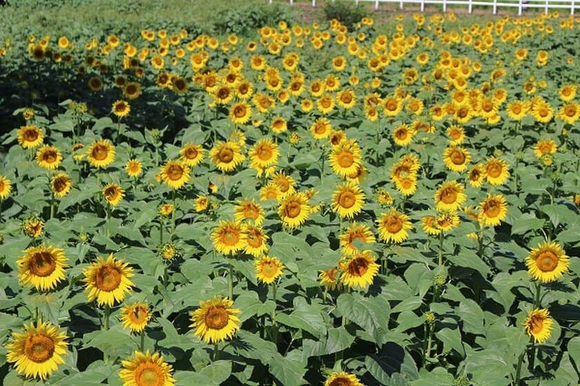 夏の太陽から元気をもらおう！
成田ゆめ牧場「ひまわり迷路」まもなく満開