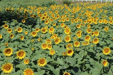 8月6日(金)撮影：会場の様子