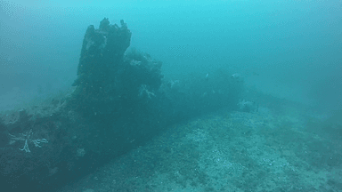 海底の海龍