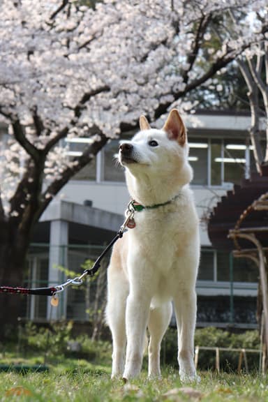 保護犬