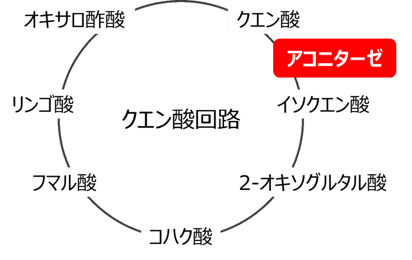 ラン藻におけるクエン酸蓄積の要因を解明