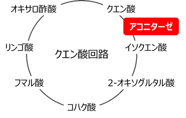 図1. ラン藻のクエン酸回路