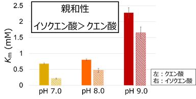 図2. SyAcnBのクエン酸とイソクエン酸に対するKm値