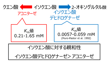 図3. シネコシスティスのアコニターゼとイソクエン酸デヒドロゲナーゼにおける、イソクエン酸に対する親和性の比較