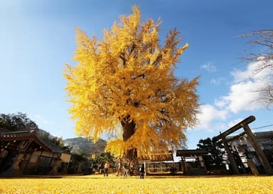 大イチョウが写真スポットとしても人気の「丹生酒殿神社」