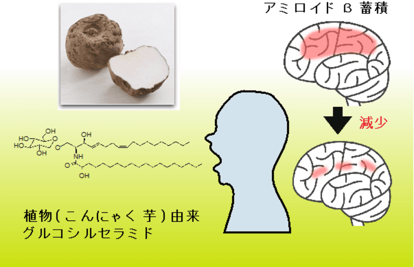 認知症予防にはこんにゃく由来グルコシルセラミドが効果的　
～植物セラミドでヒト脳内アミロイドβ蓄積抑制を確認～