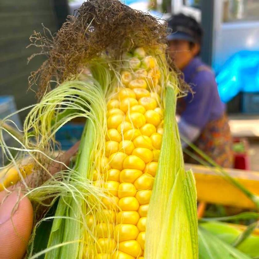 北海道の農林水産物“送料補助キャンペーン”を開始　
干ばつにより不作となった「訳ありとうもろこし」の販売が決定