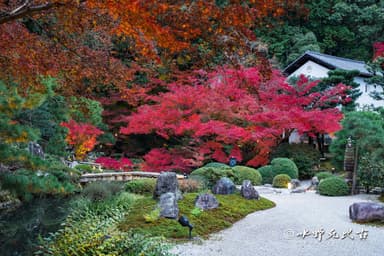 【昼】紫雲の庭