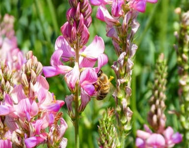 エスパルセットの花と蜜蜂