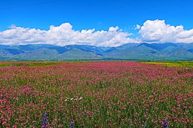 エスパルセットのお花畑