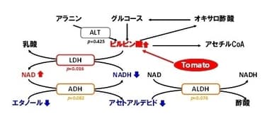 図3：トマトの水溶性成分がアルコール代謝をスムーズにする推定メカニズム