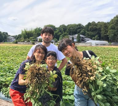 土から掘り起こしてピーナッツを収穫