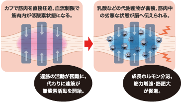 血流制限イメージ