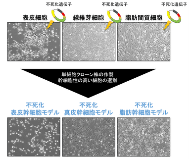 図2　不死化幹細胞モデルの樹立