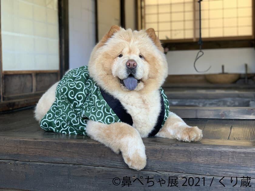 累計10万人動員！パグやシーズー“鼻ぺちゃ犬”の祭典にレア犬種
「チャウチャウ」など新登場！『鼻ぺちゃ展 2021』10/22～開催