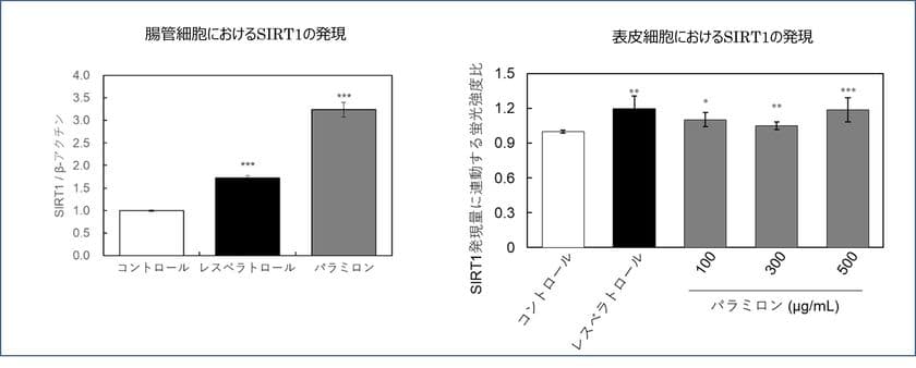 九州大学との共同研究成果を発表　
「パラミロンEOD-1」による腸管への刺激が長寿遺伝子を活性化　
～肌の表皮細胞の長寿遺伝子の発現増強を確認～