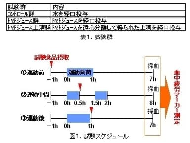 表1.試験群、図1.試験スケジュール