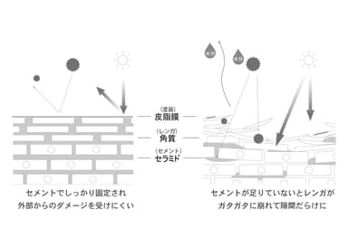 セラミドの仕組み画像