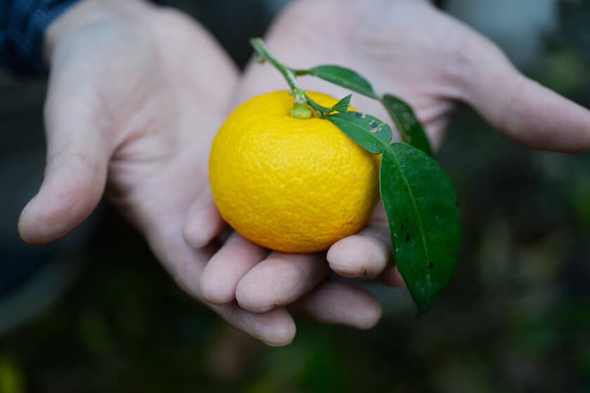 乾燥する肌を潤いの膜で保護する
冬季限定「柚子(ゆず)の全身保湿クリーム」10月20日(水)新発売