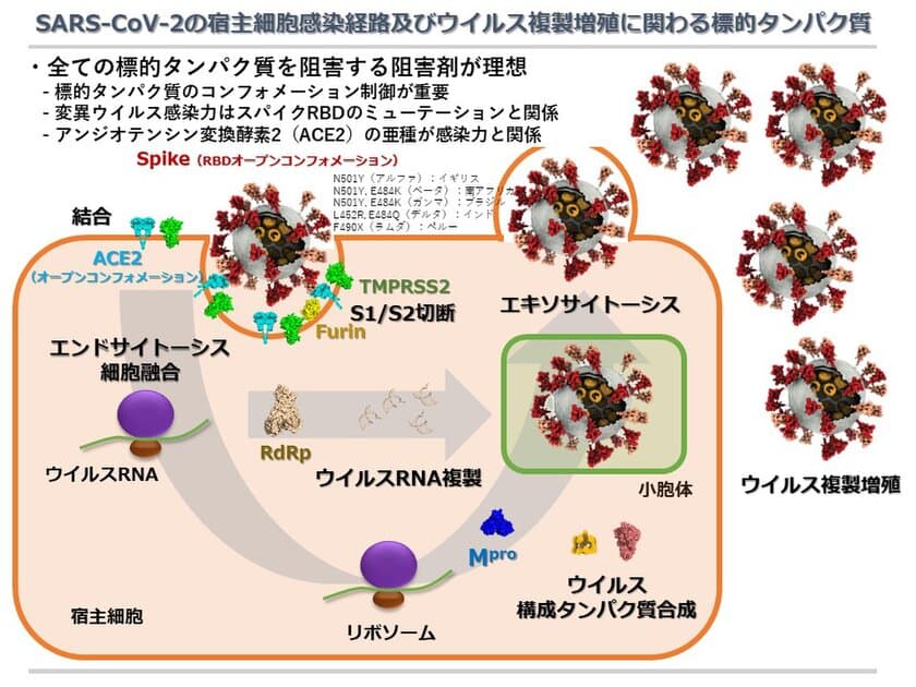 ハミガキなどに使われる成分が
口腔内における新型コロナウイルスの主要感染経路を阻害