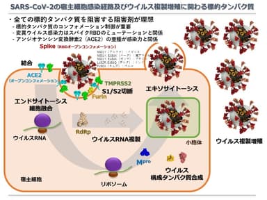 新型コロナウイルス感染経路