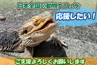 店舗で飼育されているフトアゴヒゲトカゲ