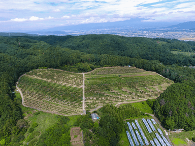 標高700m　山の南斜面を利用したりんご園